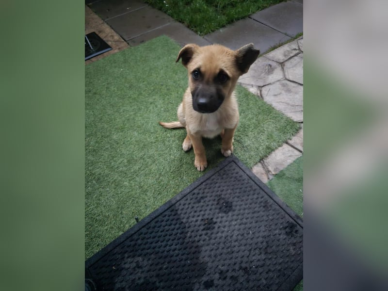 Levi  sucht Rasseliebhaber