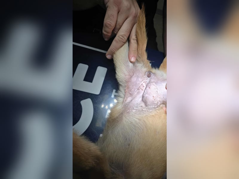 Levi  sucht Rasseliebhaber