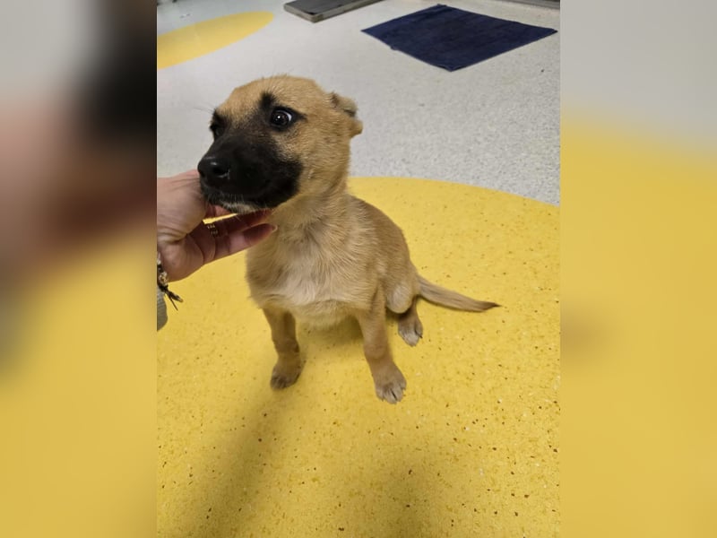 Levi  sucht Rasseliebhaber