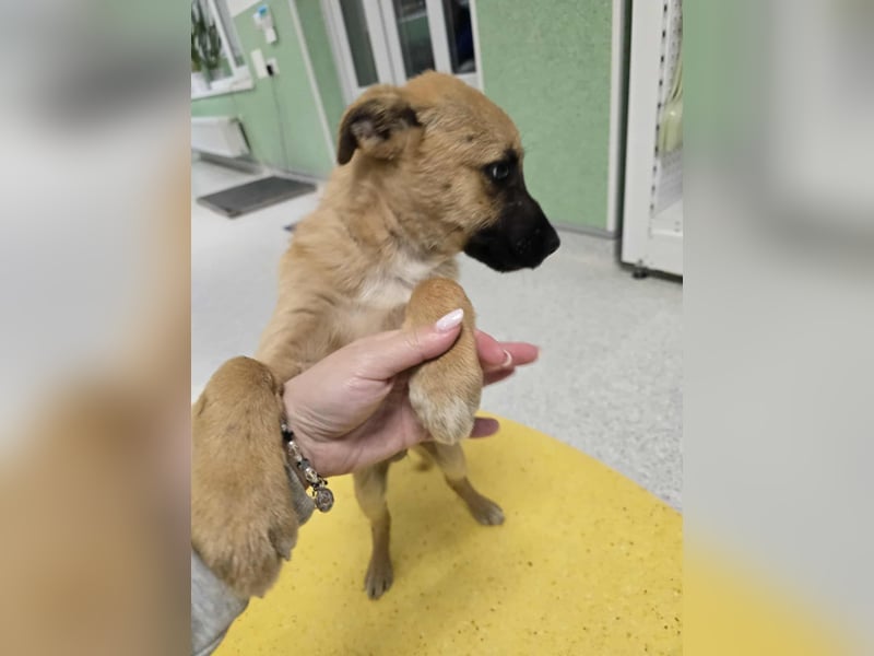 Levi  sucht Rasseliebhaber