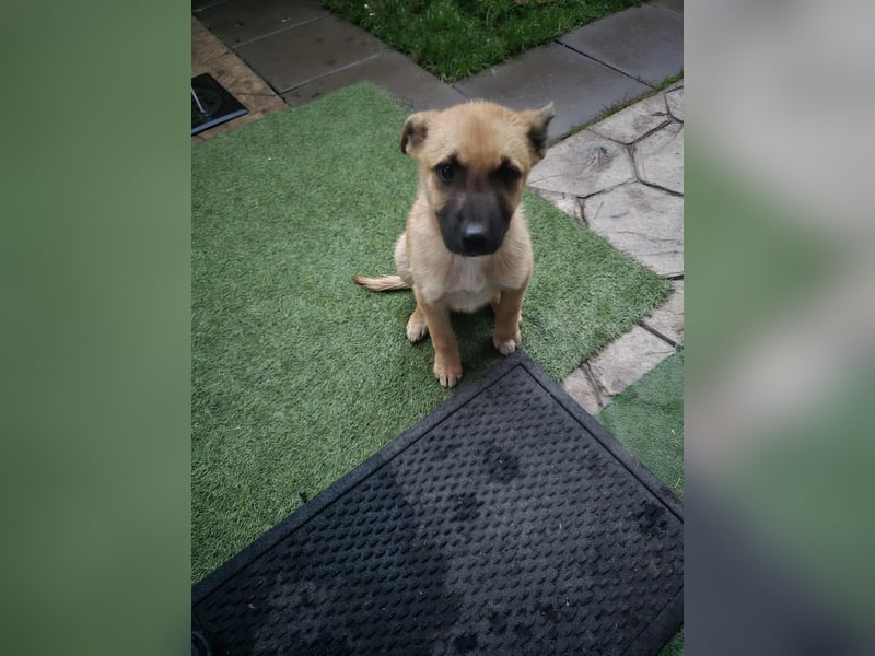 Levi  sucht Rasseliebhaber