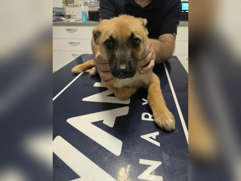 Levi  sucht Rasseliebhaber