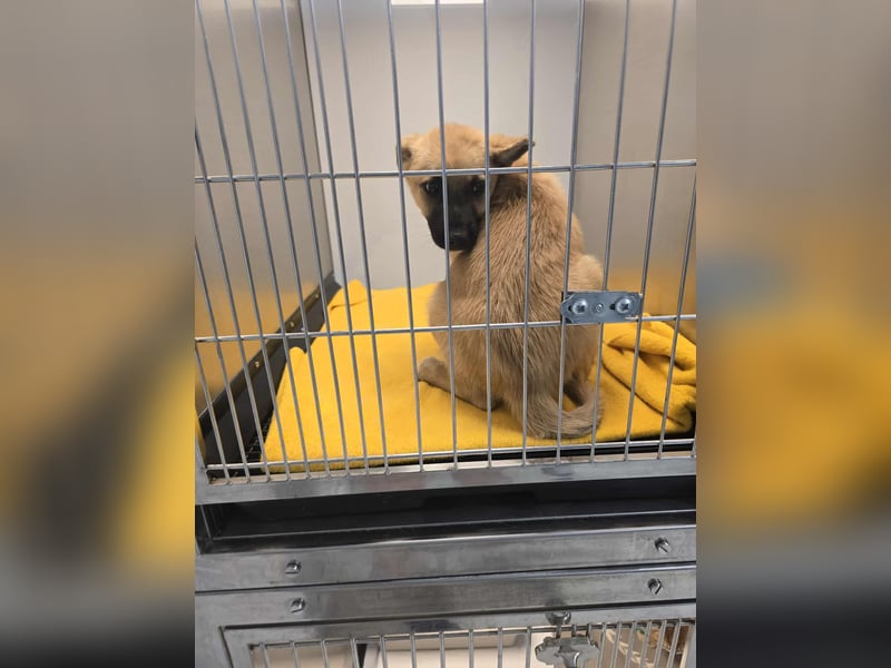 Levi  sucht Rasseliebhaber