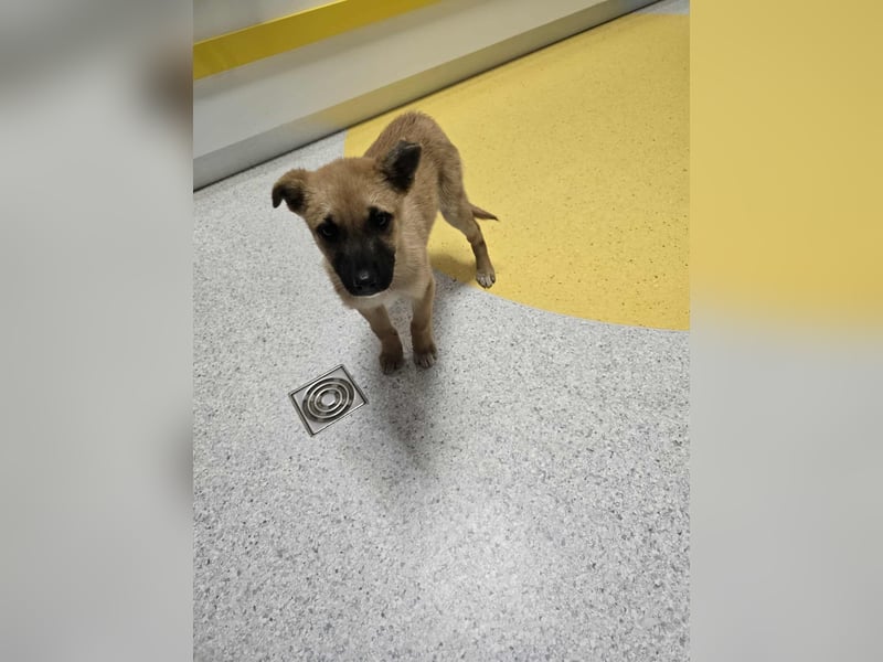 Levi  sucht Rasseliebhaber