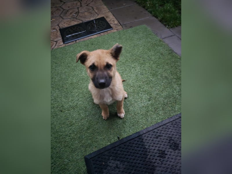 Levi  sucht Rasseliebhaber