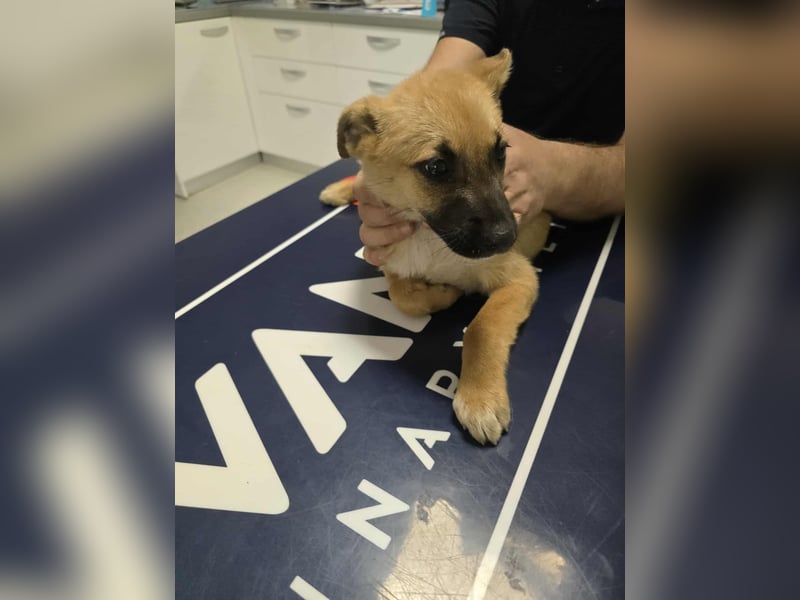 Levi  sucht Rasseliebhaber