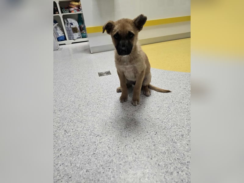 Levi  sucht Rasseliebhaber