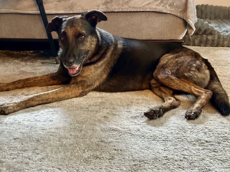 ❤️ Boomer sucht endlich sein Zuhause für immer 