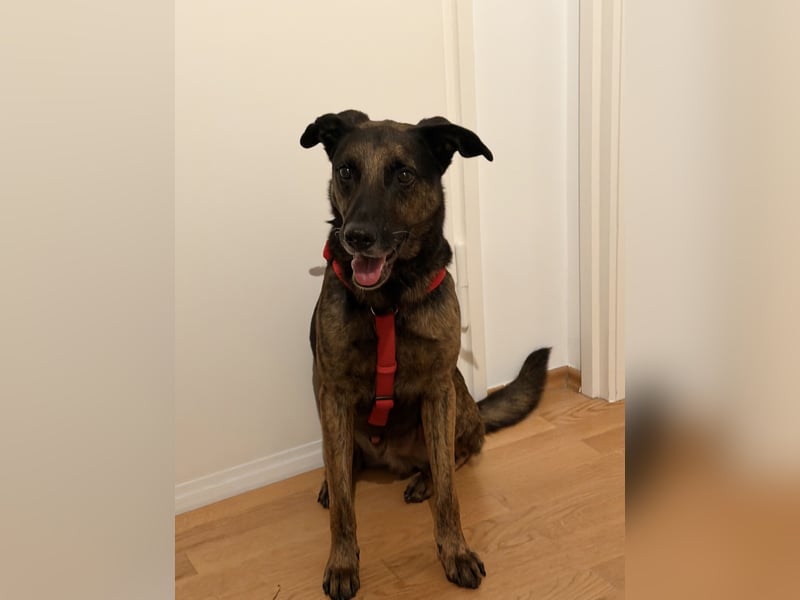 ❤️ Boomer sucht endlich sein Zuhause für immer 