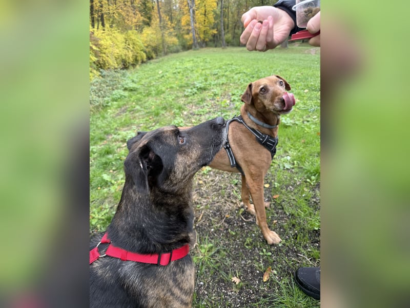 ❤️ Boomer sucht endlich sein Zuhause für immer 