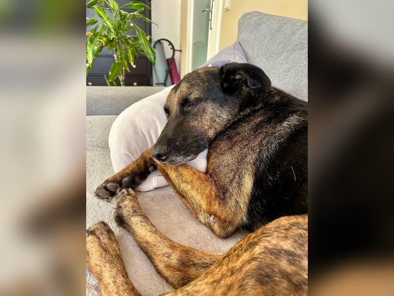 ❤️ Boomer sucht endlich sein Zuhause für immer 
