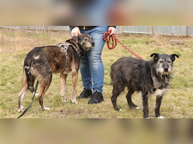 Buck, Schäferhund-Mix, geb. 2014, sucht verständnisvolle, geduldige Besitzer