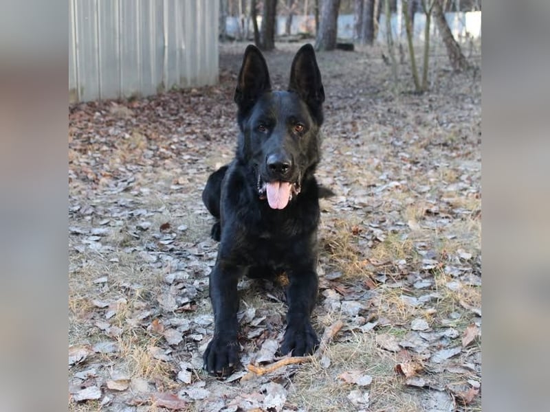 Timo, Schäferhundmix, geb. 2020, ein Hund, der sein Herz ganz leise –,aber für immer verschenkt