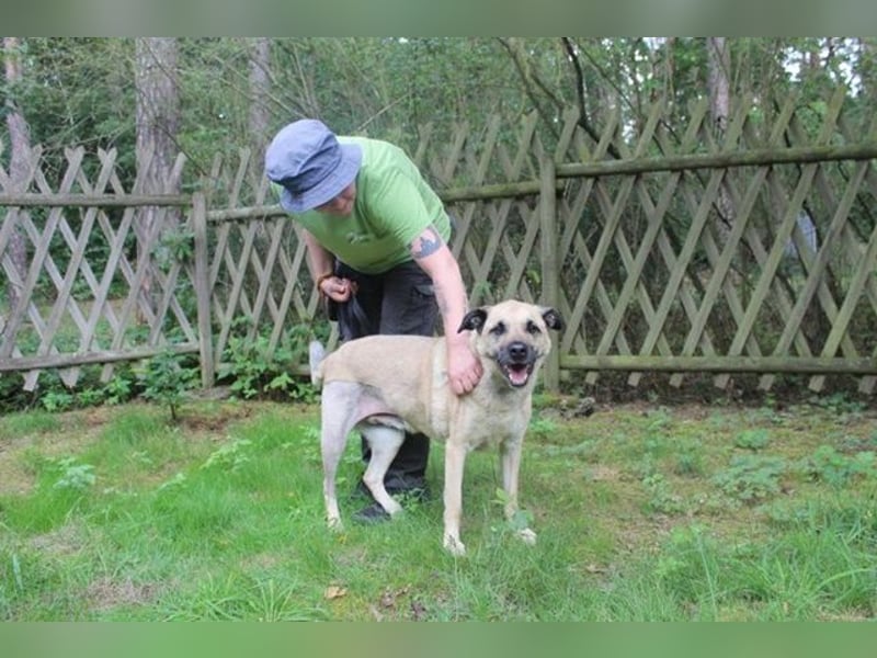 Ares, Schäferhund-Mix, geb. 2016, netter, älterer, gut erzogener Senior