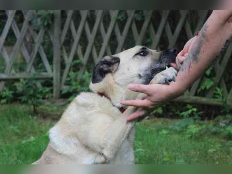 Ares, Schäferhundmix, geb. 2016, sucht liebevolles Zuhause