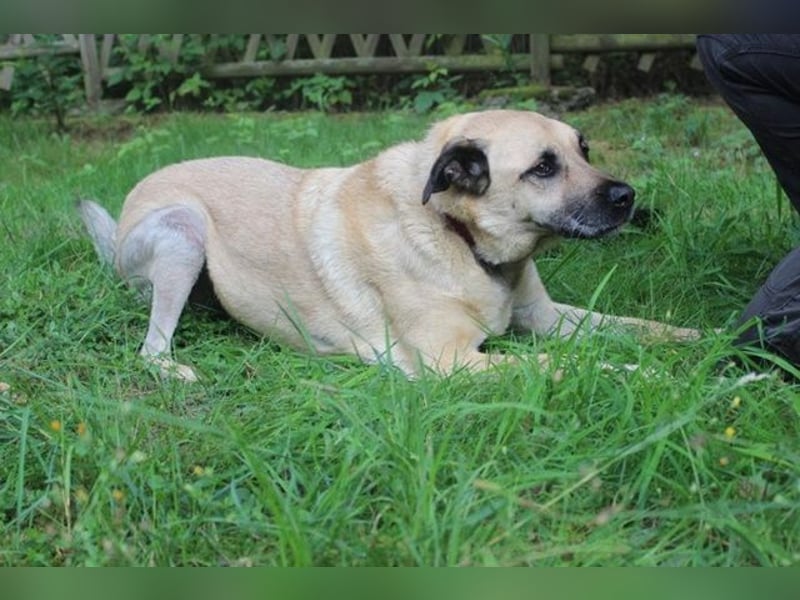 Ares, Schäferhund-Mix, geb. 2016, netter, älterer, gut erzogener Senior