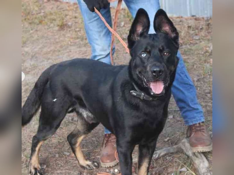 Dante, Schäferhund-Husky-Mix, geb.2024, neugierig, freundlich und voller Energie