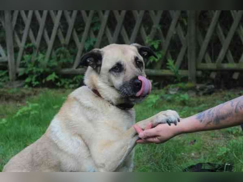 Ares, Schäferhundmix, geb. 2016, sucht liebevolles Zuhause