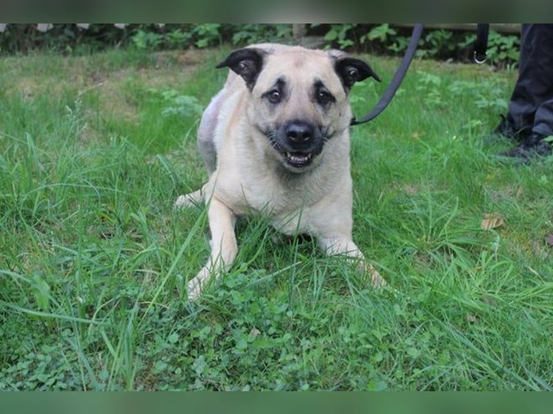 Ares, Schäferhund-Mix, geb. 2016, netter, älterer, gut erzogener Senior