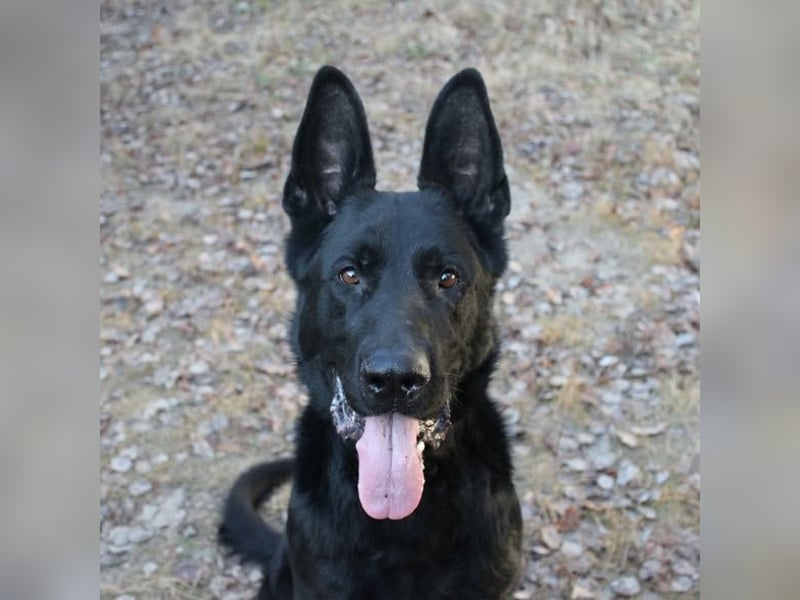 Timo, Schäferhundmix, geb. 2020, ein Hund, der sein Herz ganz leise –,aber für immer verschenkt