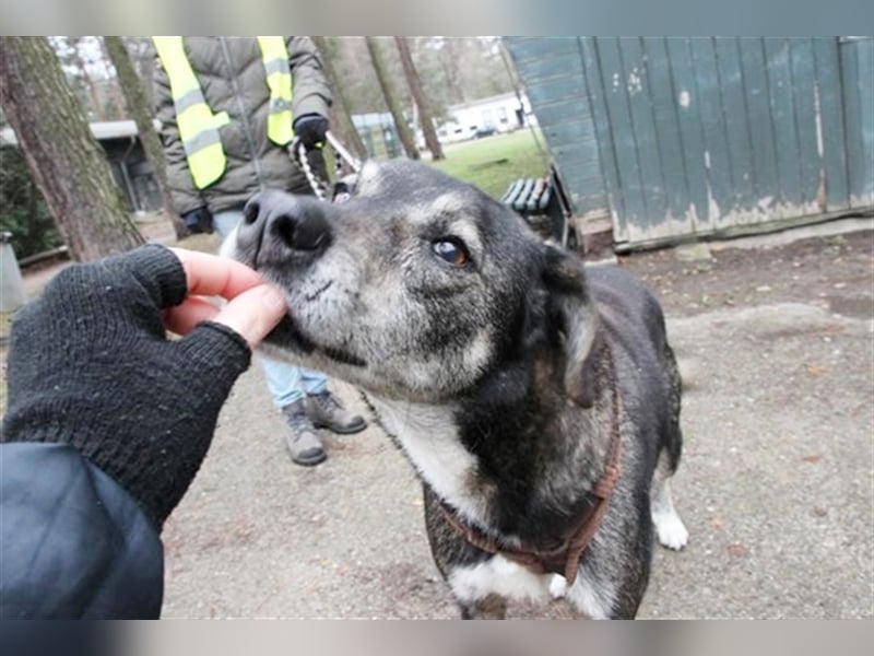 Buck, Schäferhund-Mix, geb. 2014, sucht verständnisvolle, geduldige Besitzer