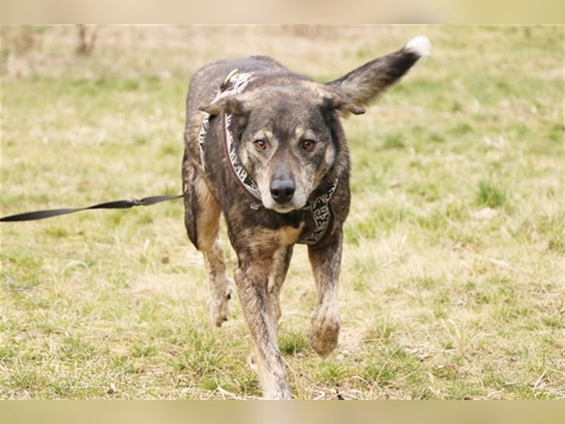 Buck, Schäferhund-Mix, geb. 2014, sucht verständnisvolle, geduldige Besitzer