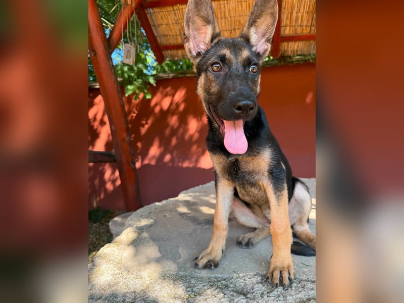 Nara, geboren 20.04.2026, 41cm sucht Trainingspartner