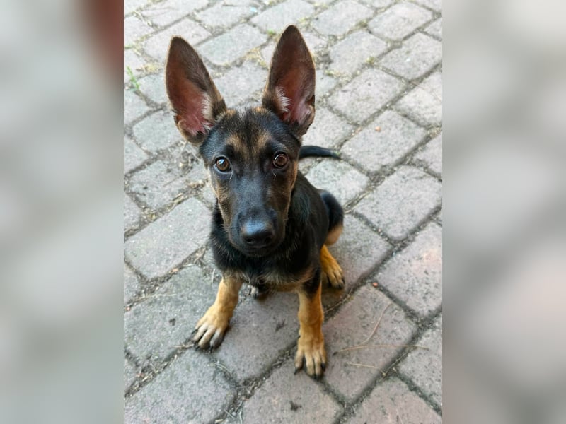 Nara, geboren 20.04.2026, 41cm sucht Trainingspartner