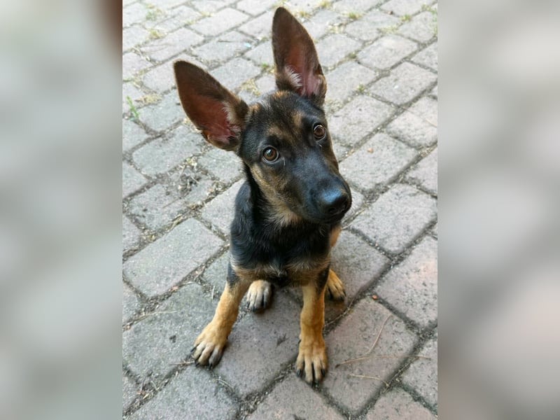Nara, geboren 20.04.2026, 41cm sucht Trainingspartner