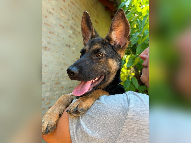 Nara, geboren 20.04.2026, 41cm sucht Trainingspartner