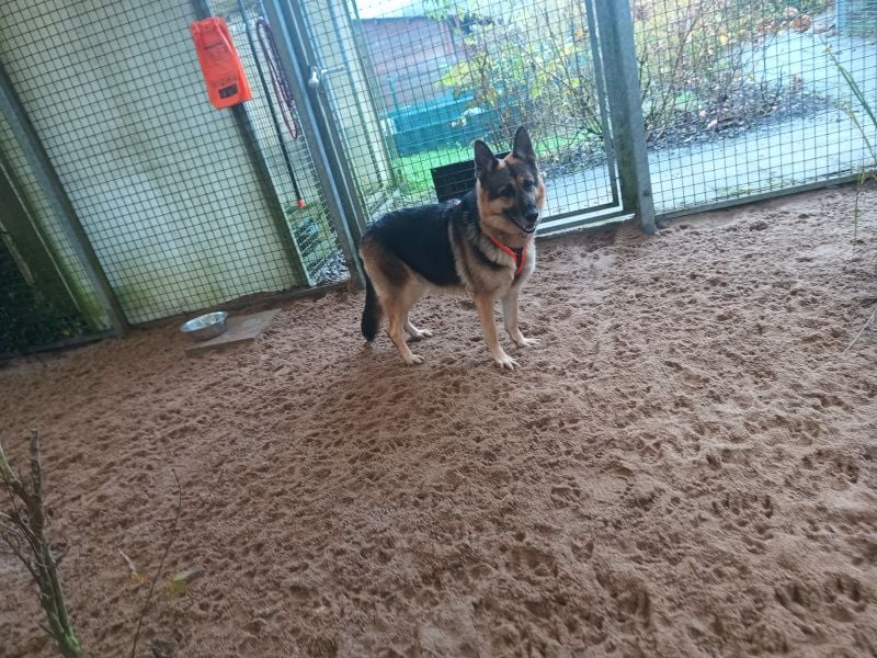 SUNNY - wer zeigt der hübschen Maus, wie schön ein Hundeleben sein kann?
