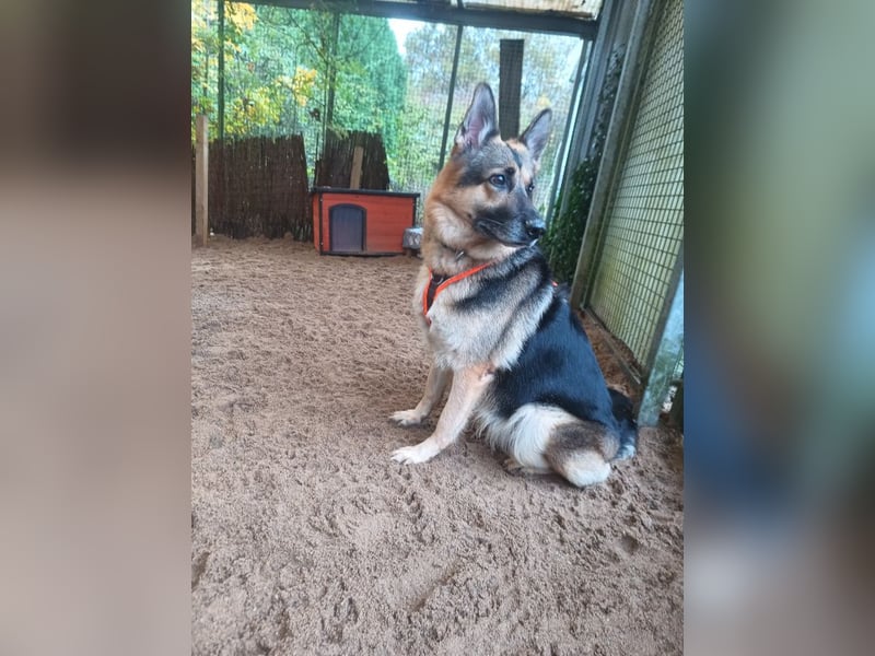 SUNNY - wer zeigt der hübschen Maus, wie schön ein Hundeleben sein kann?