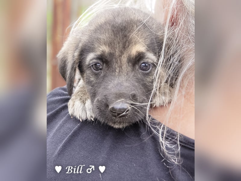 Update: Brenda, Bill, Bob und Bertie suchen ab Anfang Januar ein Zuhause