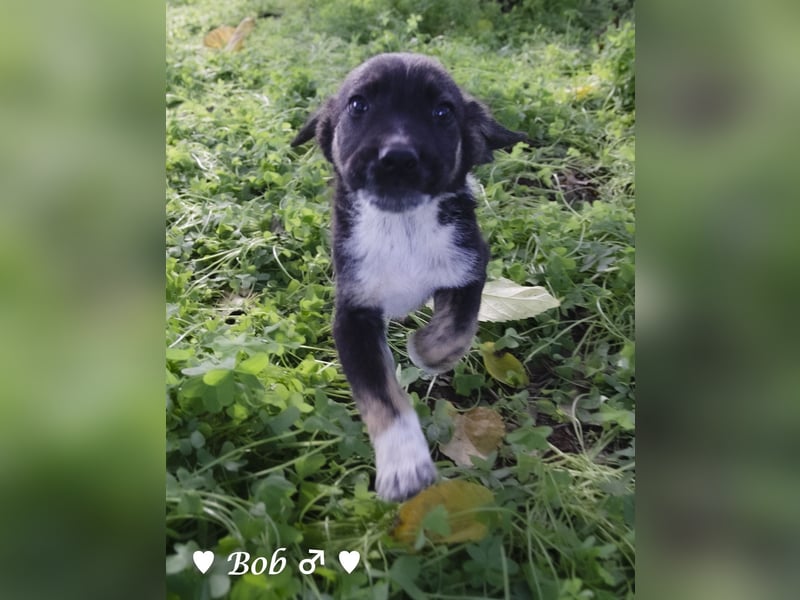 Update: Brenda, Bill, Bob und Bertie suchen ab Anfang Januar ein Zuhause