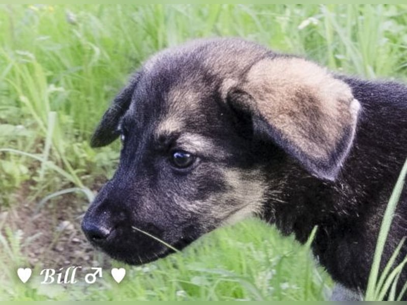 Update: Brenda, Bill, Bob und Bertie suchen ab Anfang Januar ein Zuhause