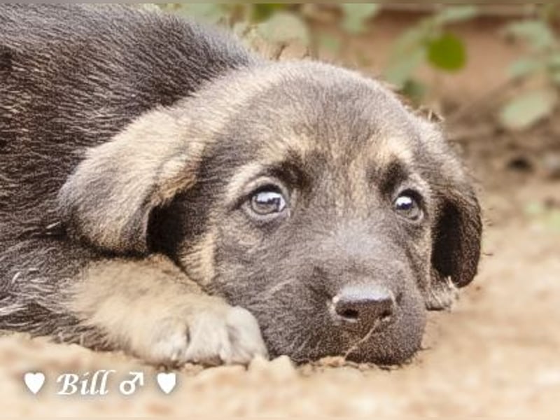 Update: Brenda, Bill, Bob und Bertie suchen ab Anfang Januar ein Zuhause