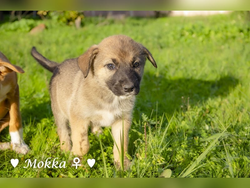Melli und Mokka suchen ab Januar ein Zuhause.