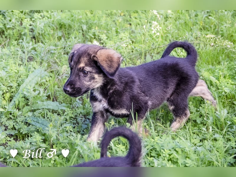 Update: Brenda, Bill, Bob und Bertie suchen ab Anfang Januar ein Zuhause