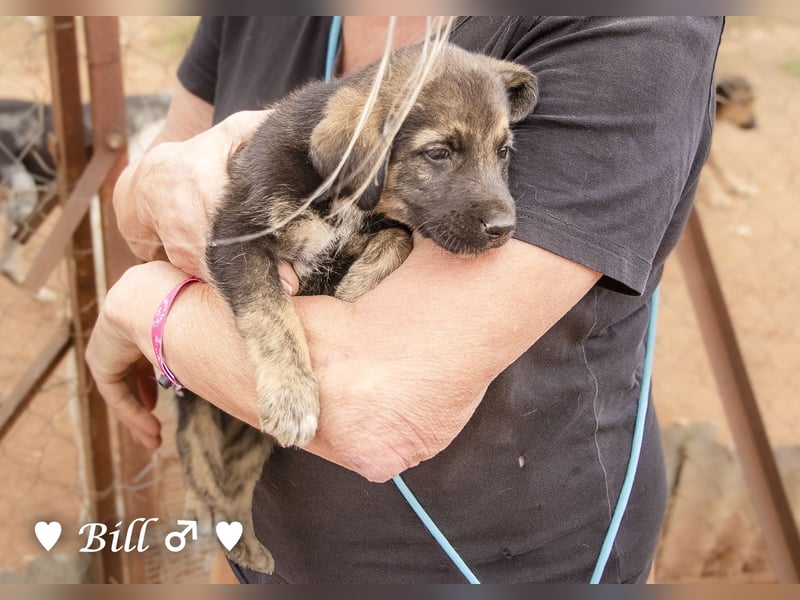 Update: Brenda, Bill, Bob und Bertie suchen ab Anfang Januar ein Zuhause