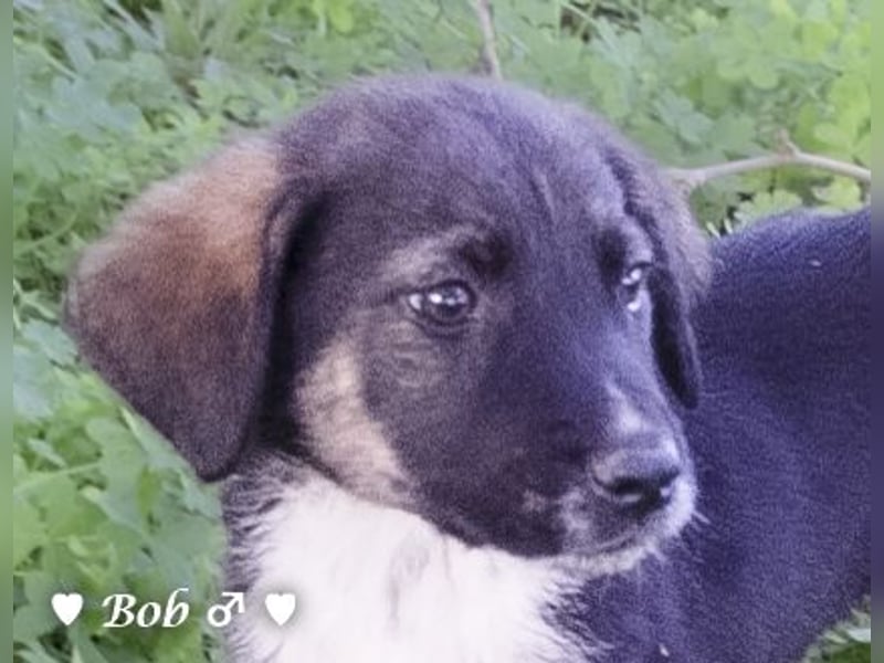 Update: Brenda, Bill, Bob und Bertie suchen ab Anfang Januar ein Zuhause