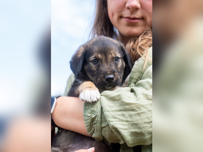 Sechs wunderschöne Schäferhundmischlinge suchen ein Zuhause