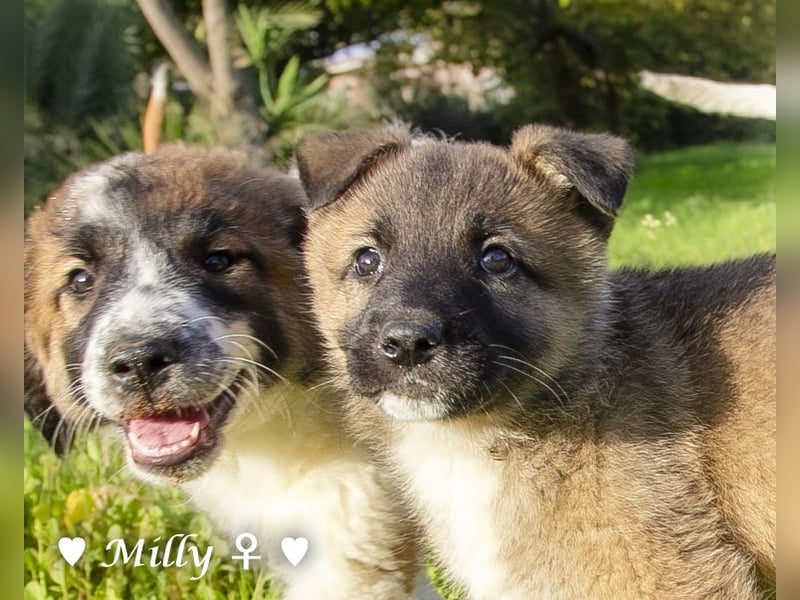 Melli und Mokka suchen ab Januar ein Zuhause.