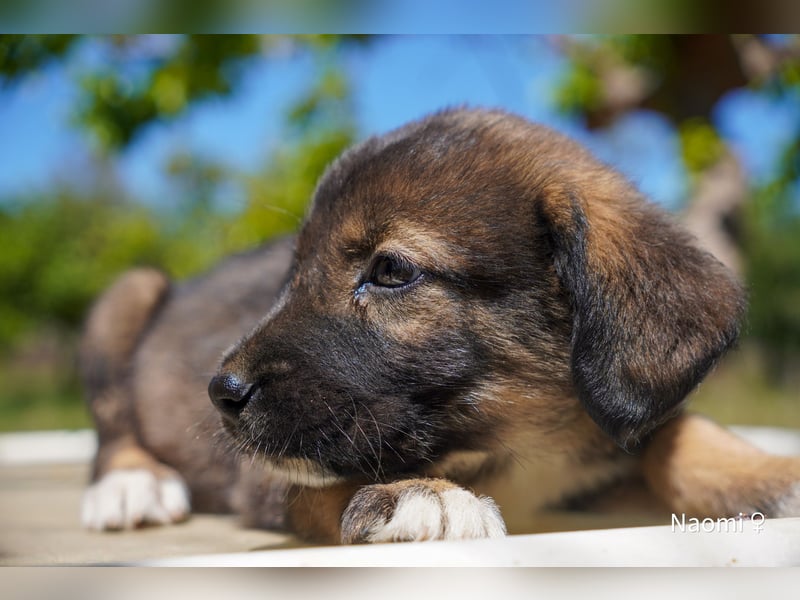 Sechs wunderschöne Schäferhundmischlinge suchen ein Zuhause