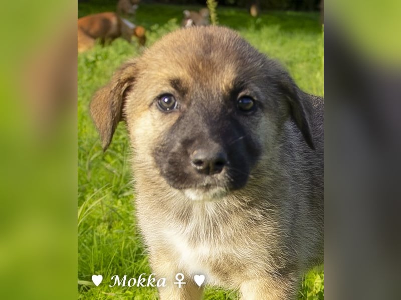 Melli und Mokka suchen ab Januar ein Zuhause.