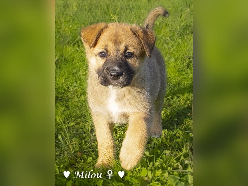 Melli und Mokka suchen ab Januar ein Zuhause.