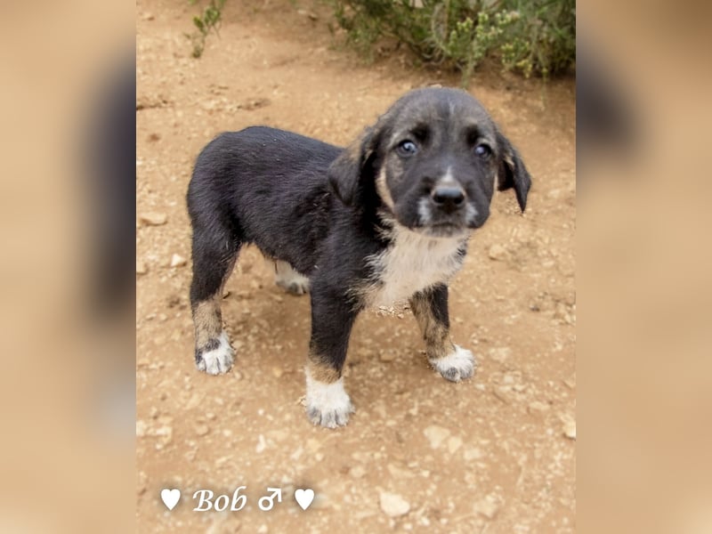 Update: Brenda, Bill, Bob und Bertie suchen ab Anfang Januar ein Zuhause