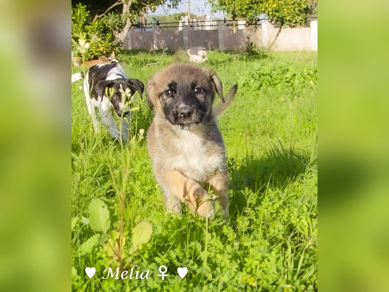 Melli und Mokka suchen ab Januar ein Zuhause.