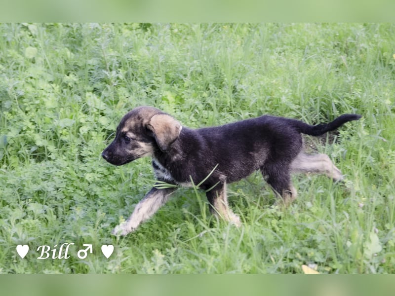 Update: Brenda, Bill, Bob und Bertie suchen ab Anfang Januar ein Zuhause