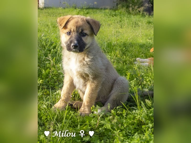 Melli und Mokka suchen ab Januar ein Zuhause.