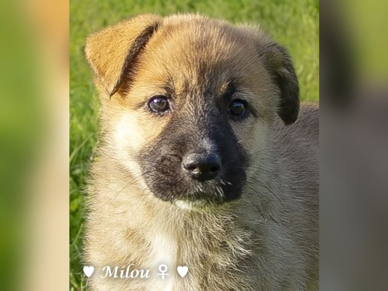 Melli und Mokka suchen ab Januar ein Zuhause.